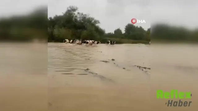 Kandıra’da Merada Mahsur Kalan İ̇nekler Kurtarıldı