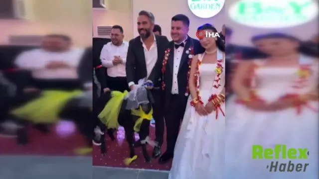 Adana'da Düğünde Damada Süslenmiş Keçi Hediyesi