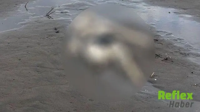 Terme Sahilinde Üzerinde Mayoya Benzer Kıyafet Bulunan İ̇nsan İ̇skeleti İ̇nceleniyor