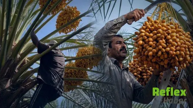 Hurma ithalatı 54 bin tonu aştı, yerli üretim alanları genişliyor