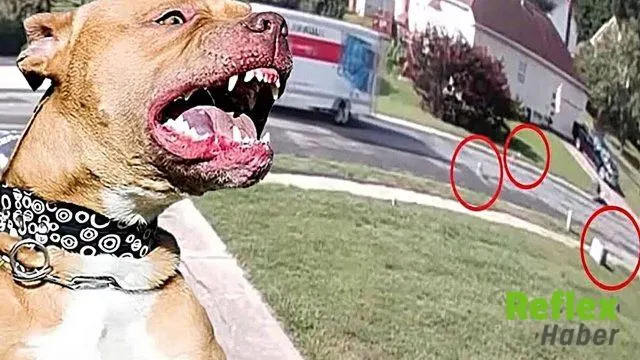 Kamyondan düşen 7 pitbull çevredekilere saldırdı: 4 kişi yaralandı
