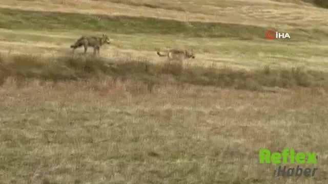 Ardahan’da Köy Çevresinde Görülen Üç Kurt Kamerada