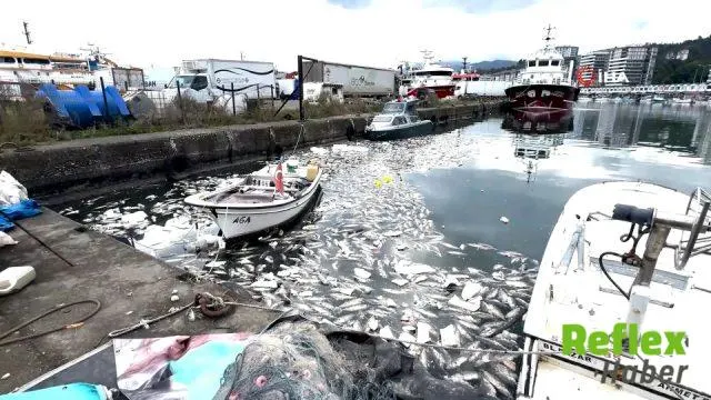 Rize'de Palamut Fazlalığı Limanı Balık Mezarlığına Çevirdi