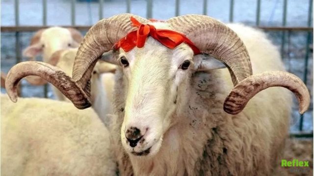 2026 Kurban Bayramı Ne Zaman Başlıyor? Hangi Tarihte?