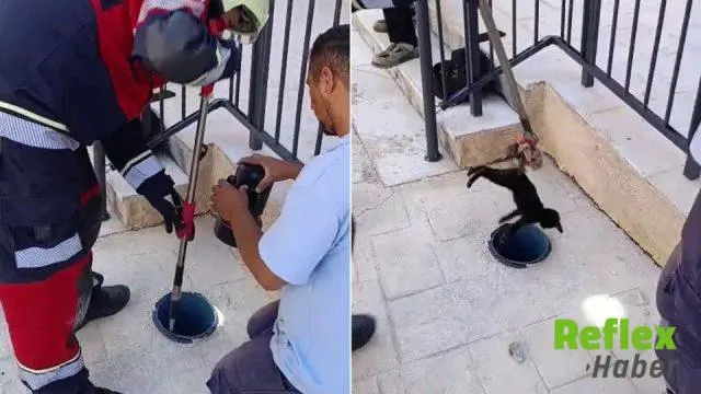Miyavlama Sesi Yavru Kedinin Yerini Belli Etti
