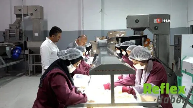 Paralı köyünde tüm üreticiler fındık için güçlerini birleştirdi