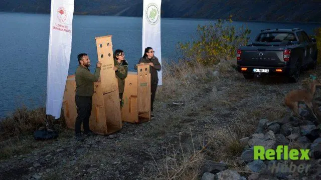 Nemrut Kalderası’nda İ̇ki Yaban Keçisi Doğayla Buluştu