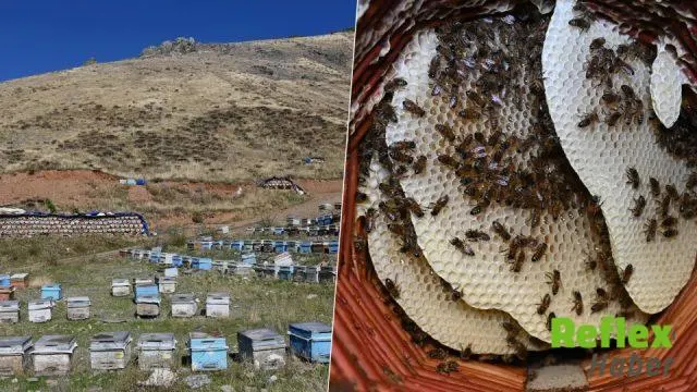 Hizan Yaylalarında Karakovan Balı Hasadı Başladı