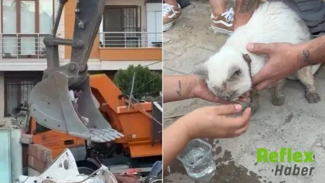 Maltepe’de Çöken Binanın Enkazından Kedi Canlı Kurtarıldı