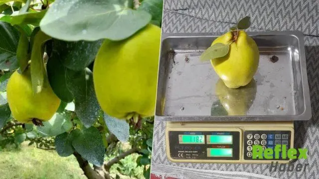 Geyve Ayvalarında Dikkat Çeken İ̇rilik: İ̇ki Meyve 1 Kilo 876 Gram Geldi