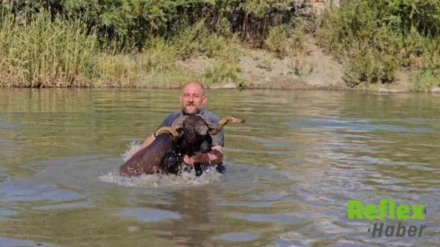Muşlu Besici Erkan Türe Koyunlarını Karasu Nehri’nde Yıkadı