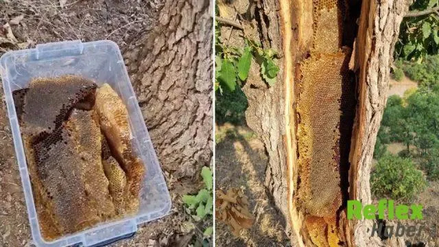 Elazığ’da yaşlı ağacın gövdesinden kilo kilo bal çıktı