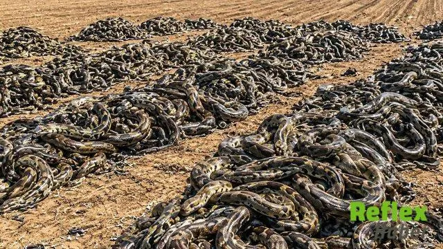 Florida'da 42 Piton Yumurtasını Yok Eden Vaşak Gündemde