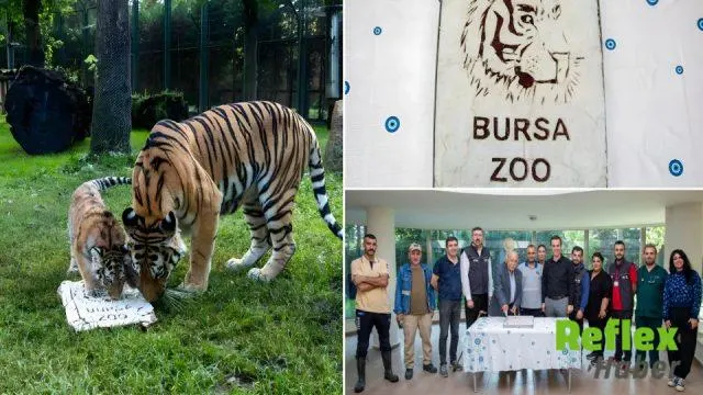 Türkiye’de doğan tek Amur kaplanı Virginia’nın 100’üncü gününe özel kutlama
