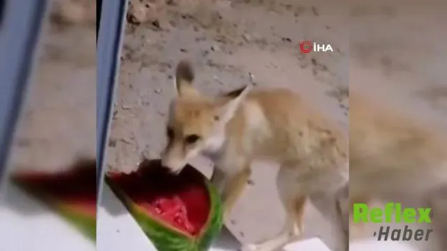 Sivas'ta Karpuz İ̇kramını Beğenen Tilki Eşiyle Geri Döndü