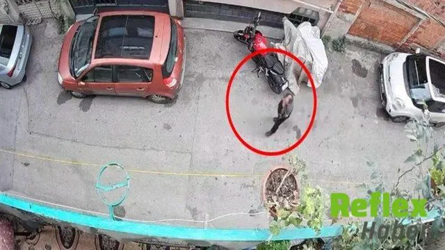 Bursa’da kucağındaki kediye şiddet uygulayan S.U. yakalandı