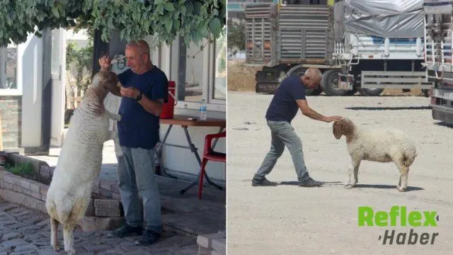 Şanlıurfa’da Bekçi İ̇brahim Çiçek İ̇le Kuzusunun Dikkat Çeken Bağı
