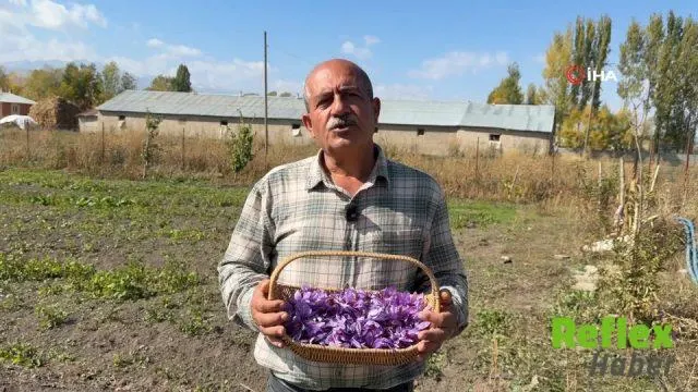 Yüksekova’da Kırmızı Altın Safran İ̇çin Hasat Mesaisi Başladı
