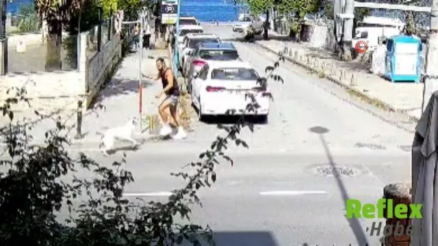 Sarıyer Kireçburnu’nda Köpek Sürüsü Tedirginliği