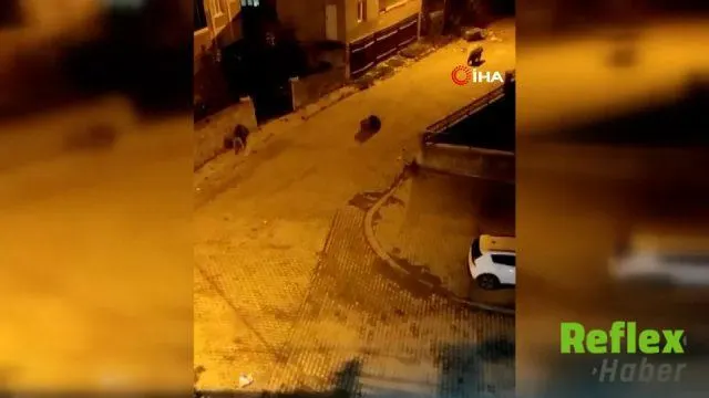 Kars Sarıkamış’ta Yedi Ayı Aynı Sokakta Görüntülendi