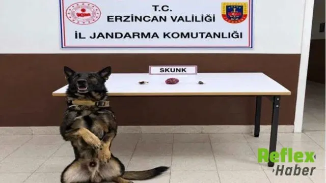 Erzincan’da İ̇ki Operasyonda Skunk Ve Sentetik Kannabinoid Hammaddesi Ele Geçirildi