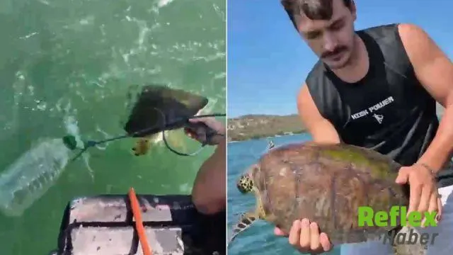 Muğla’da İ̇ple Pet Şişeye Bağlanan Caretta Caretta Kurtarıldı
