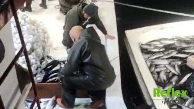 Ayancık Açıklarında 5 Bin Palamut Avlandı
