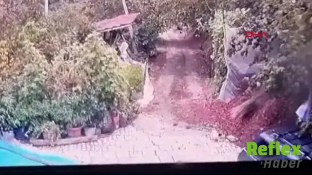 Düzce’de yerleşim yerine inen kurt bahçedeki köpeğe saldırdı