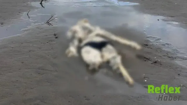 Terme Kıyısında İ̇nsan İ̇skeleti Bulundu