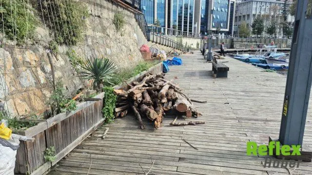 Zonguldak Kıyılarındaki Ağaçlar Yakacak Oduna Dönüştü