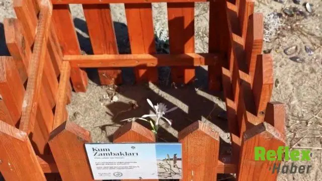 Balıkesir’de kum zambakları ahşap kafeslerle koruma altına alındı | VİDEO İZLE