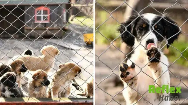 Ankara’da Sahipsiz Köpeklerin Kontrolsüz Beslenmesine Getirilen Yasak İ̇ptal Edildi