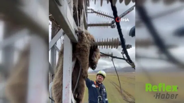 Erzurum’da Yavru Bozayı Elektrik Direğinde Telef Oldu