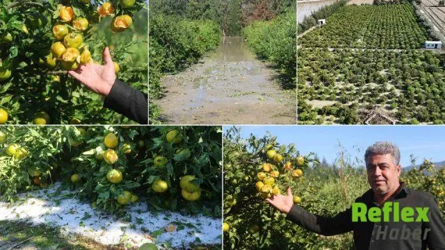 Arsuz'da Dolu Felaketi Erkenci Mandalina Bahçesini Vurdu