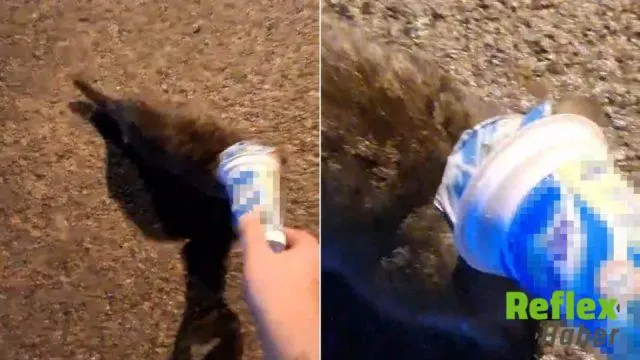 Zonguldak'ta Kafasına Ayran Kutusu Sıkışan Kedi İ̇tfaiyeden Yardım Aldı