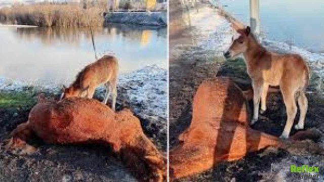 Kura Nehri Kıyısında Yürek Burkan Görüntü: İnsanlığa Vefa Dersi Mi?