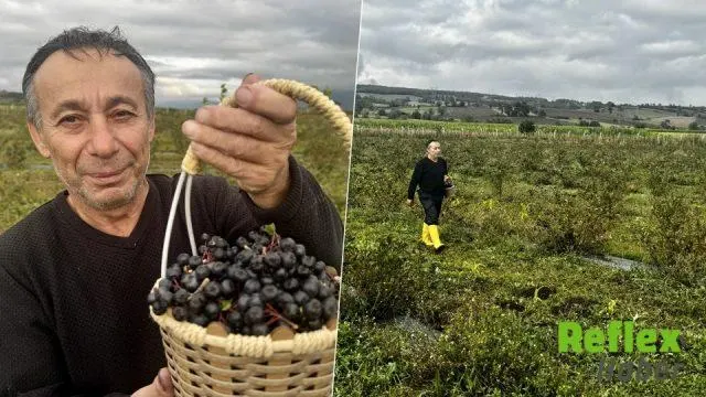 Fransa'dan Ladik'e Uzanan Aronya Üretimi