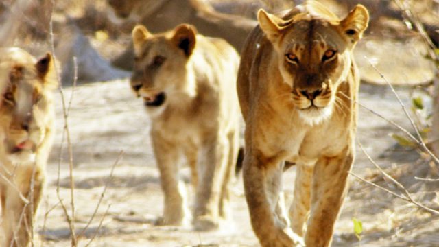 Afrika’nın Ölümcül Avcıları Nat Geo Wild’da