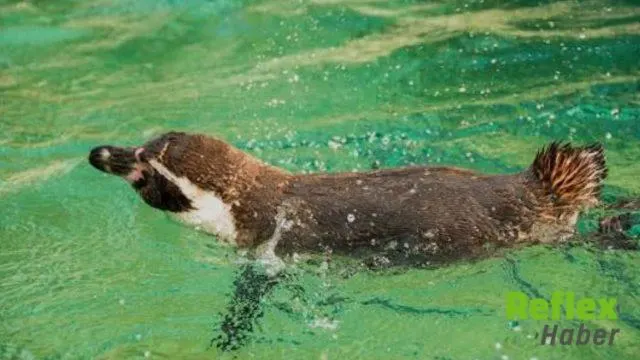 Dünya Yaban Hayatındaki Kayıp İ̇çin Alarm Veriyor