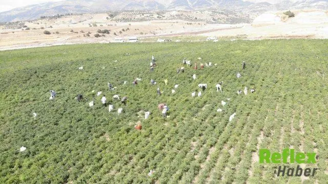 Kahramanmaraş’ın kırmızı altınında hasat başladı!
