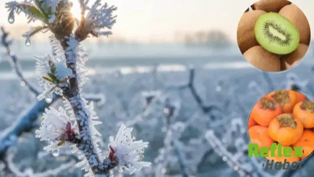 Tarsim'de 2027 İ̇çin Kapsam Genişliyor: Don Teminatı 25 Ürüne Çıktı