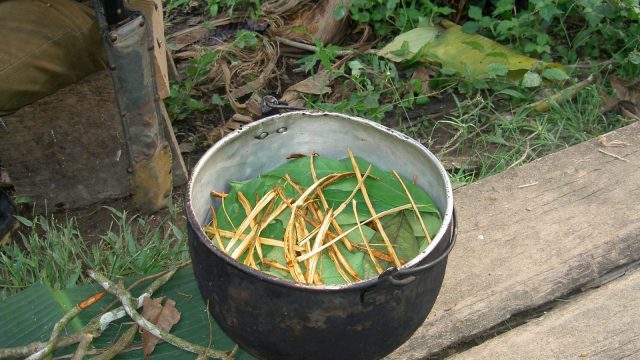 Ayahuasca Çayı Nedir? Neden Yasaklandı? Nerede Satılıyor?