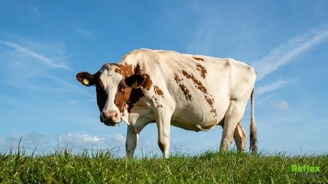 Bir İneği 900 TL Ye Aldım Sorusunun Cevabı Nedir?