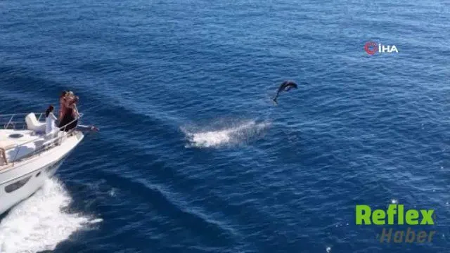 Alanya Açıklarında Yunusların Dansı Havadan Görüntülendi