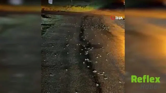 Bingöl'de Yoğun Yağış Sonrası Yüzlerce Kurbağa Kara Yolunda Görüldü