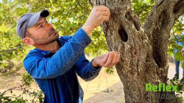 Çeşme’de Beyaz Altın Hasadı Başladı: Kilosu 50 Bin Lirayı Buluyor