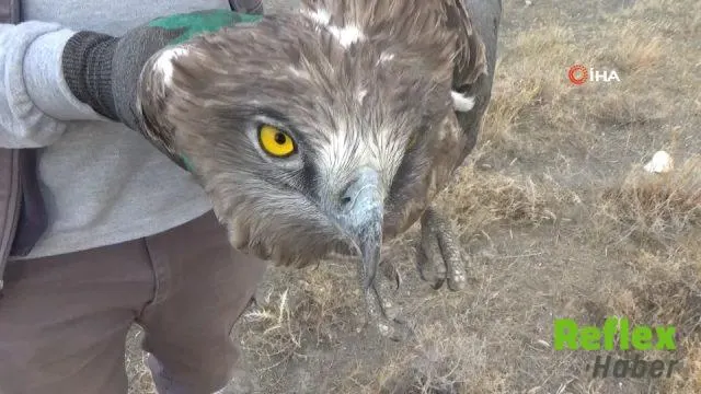 Konya’da Yaralı Yılan Kartalına Belediye İ̇şçisi Sahip Çıktı