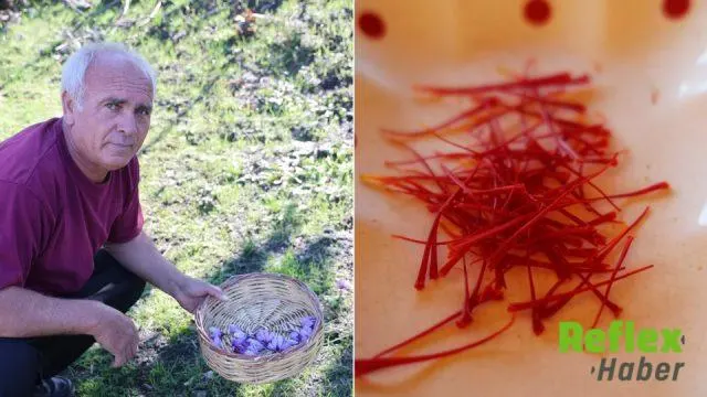 Kozan’da Safran Hasadı Başladı: Gramı 900 Liradan Alıcı Buluyor