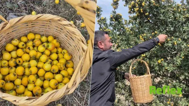 Yozgat’ta Alıç Hasadı Başladı: Köylüler Kışlık Hazırlık İ̇çin Dağlara Çıkıyor