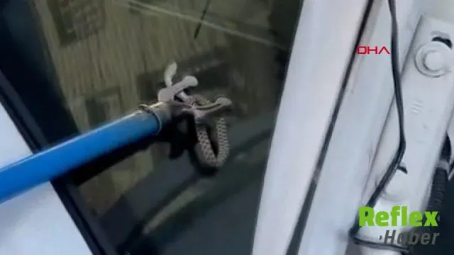 Otomobil Bagajındaki Yılanı Esnaf Çıkardı